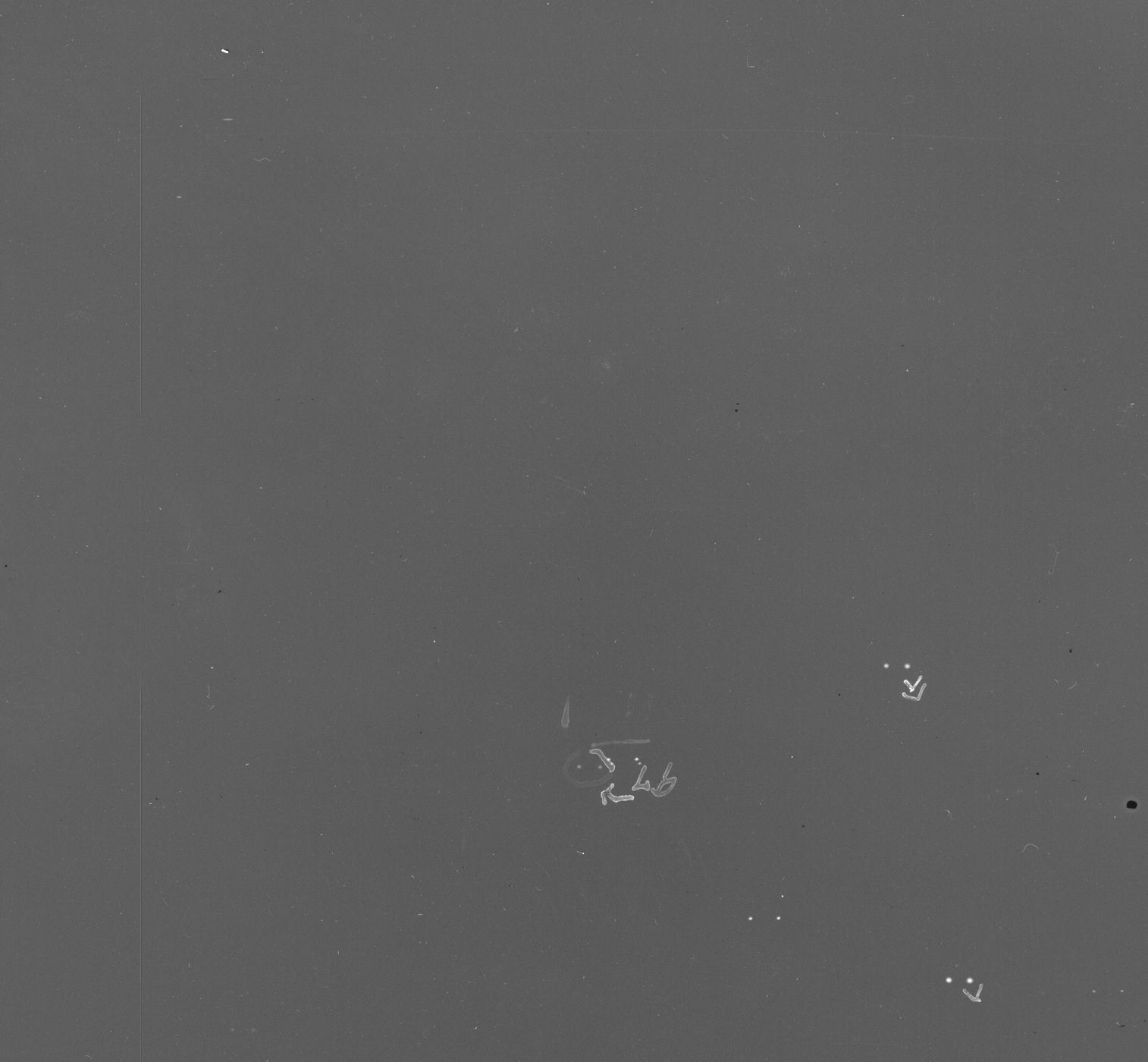 Photographic detail
